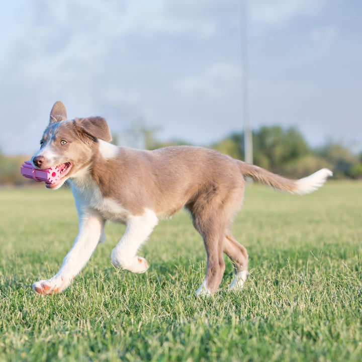 KONG Puppy Teething Stick Medium, in use