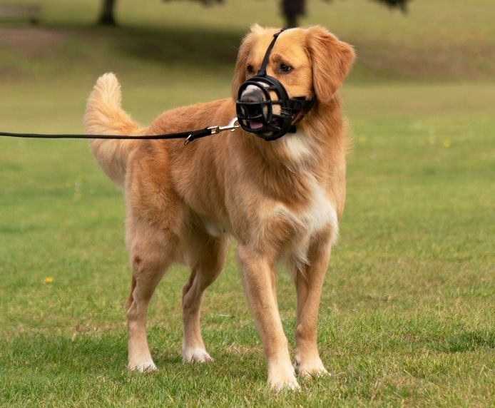 Company of Animals Baskerville Ultra Basket Muzzle Size 5, view 5