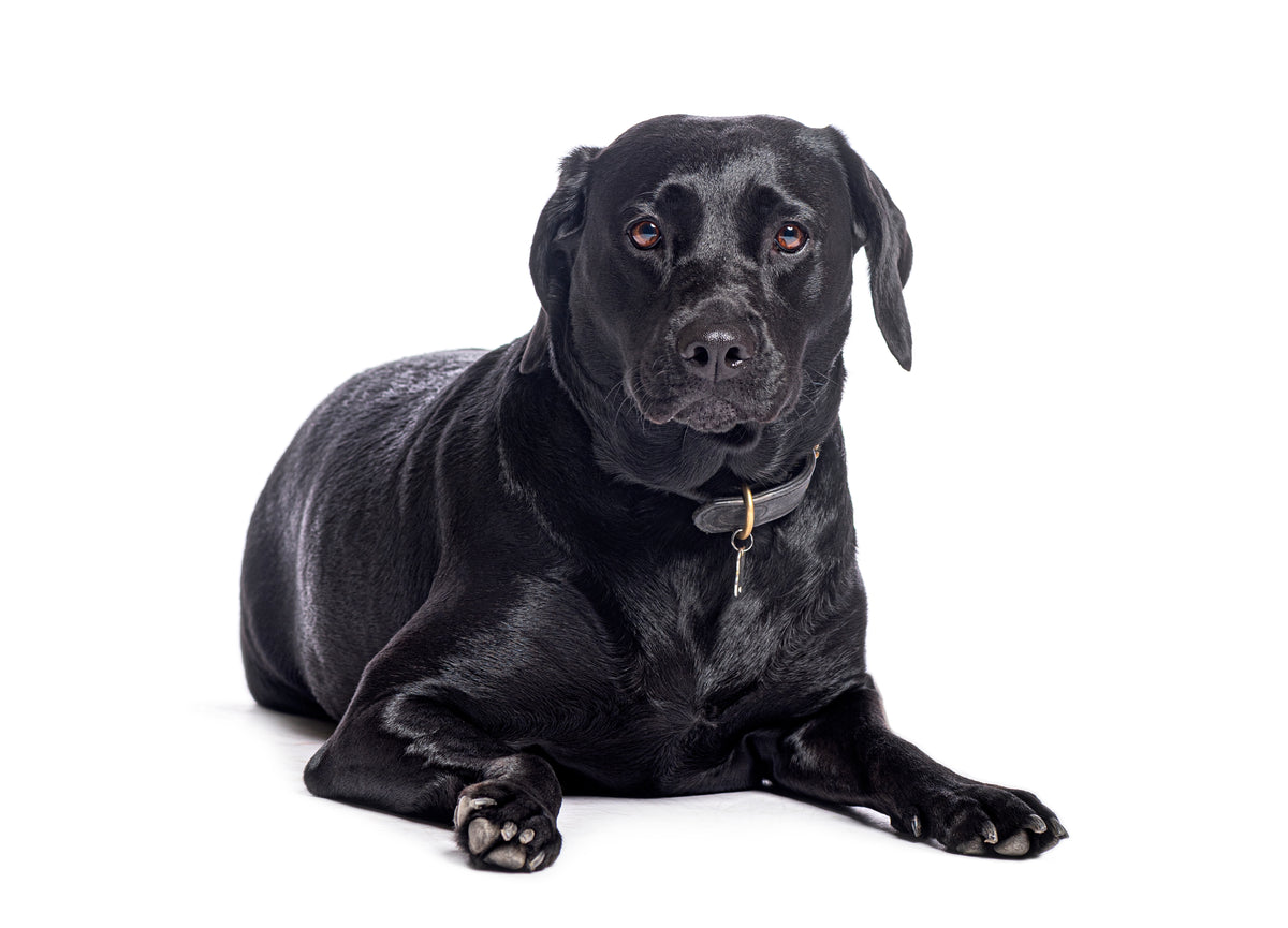 Black dog waiting for dinner