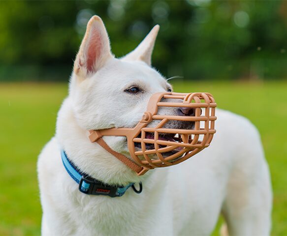 Company of Animals Baskerville Classic Basket Muzzle Size 6, view 4