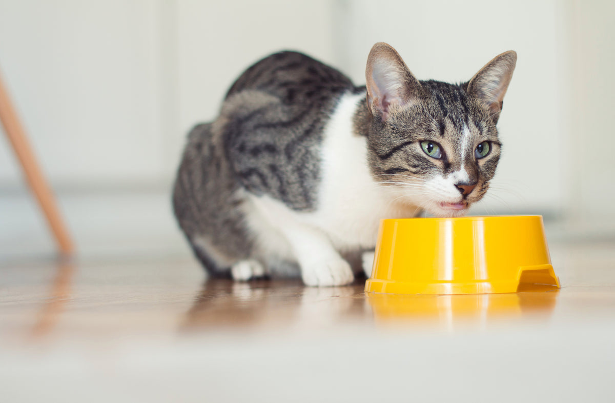 Cat eating from a bowl
