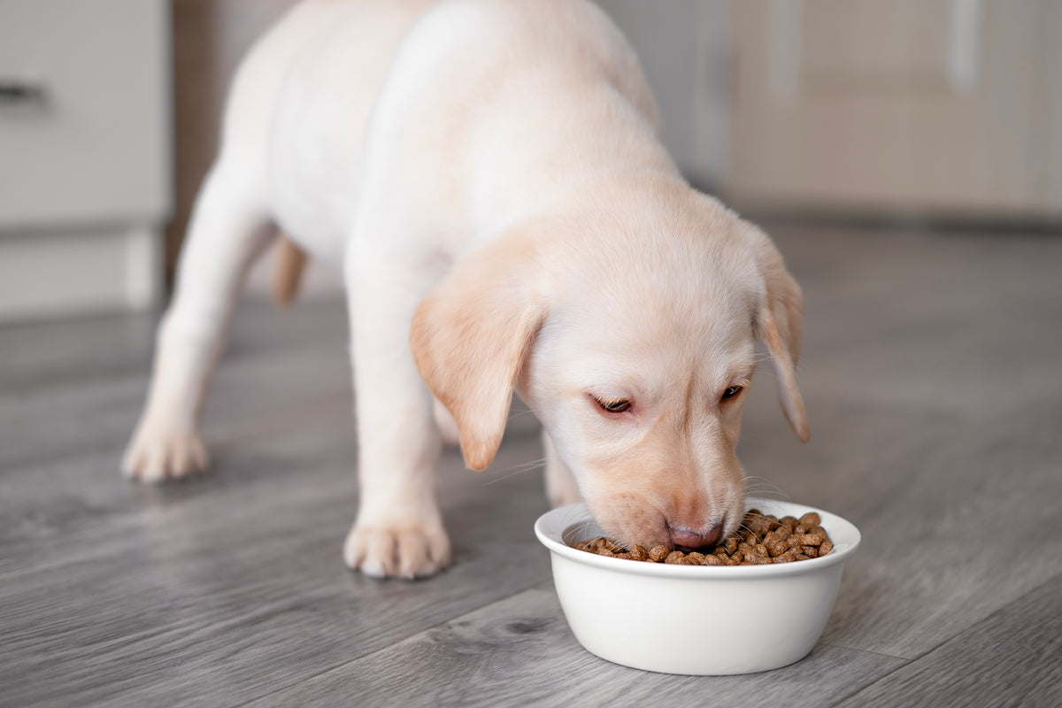 Puppy eating from a bowl