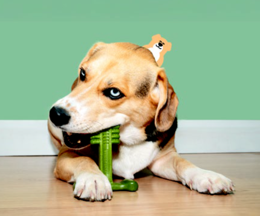 Dog chewing a Bamboodles Dental Lamb and Mint chew