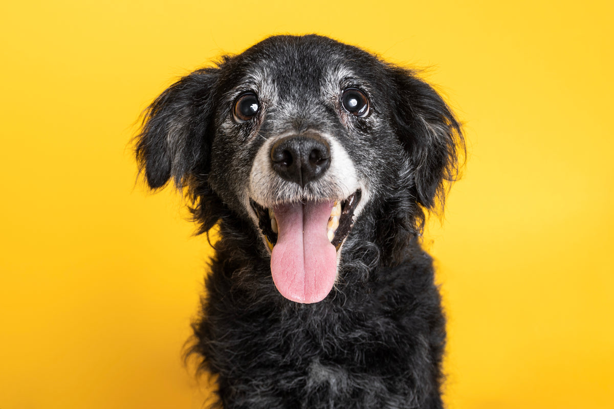 Senior dog resting