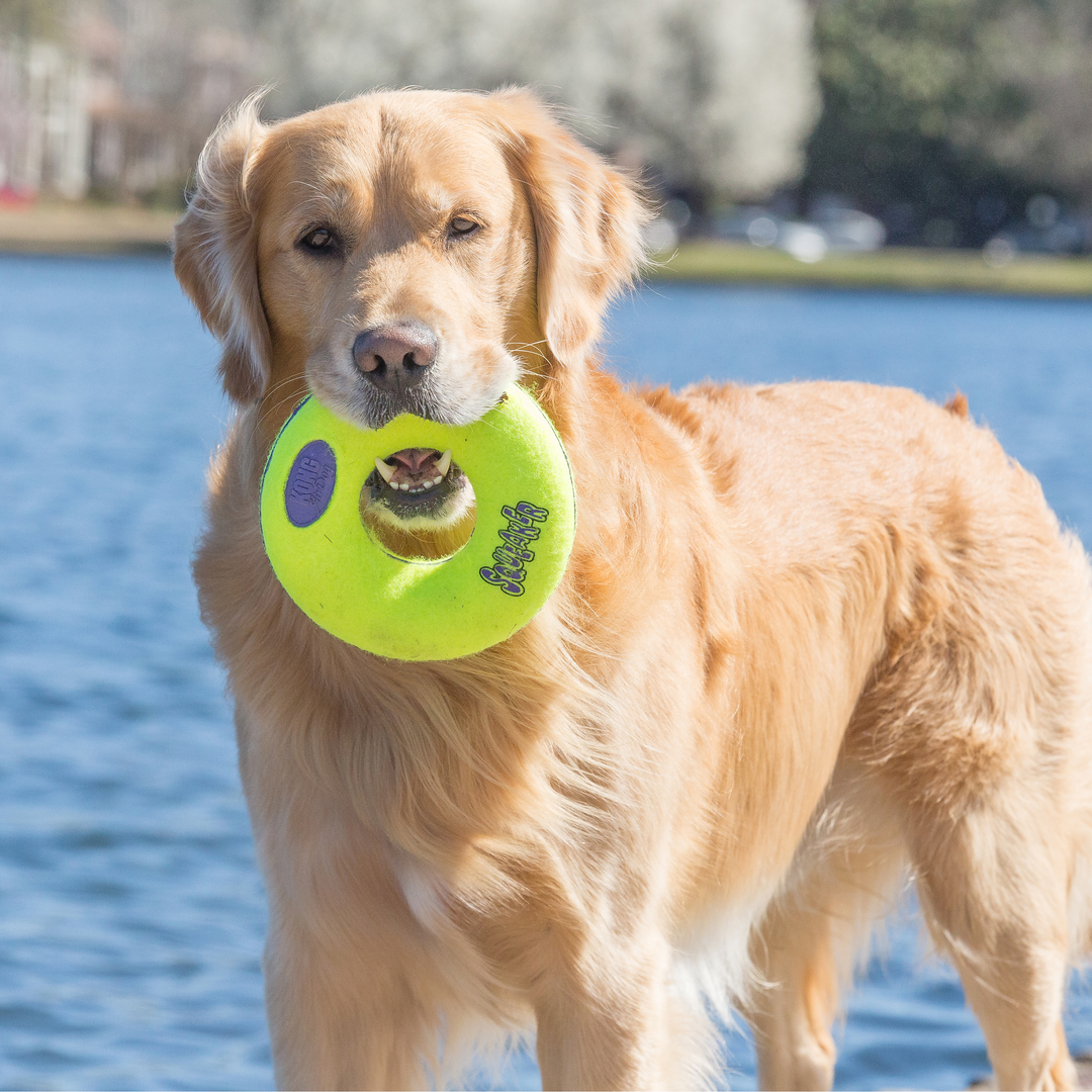 KONG Air Squeaker Donut Medium, in use