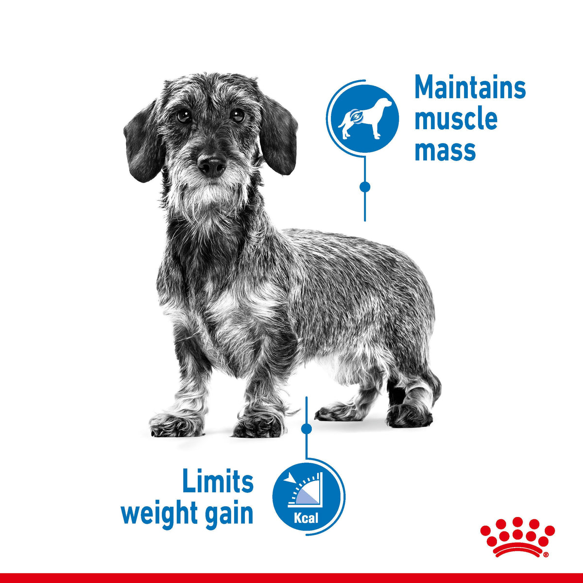 Royal Canin Dog Adult Mini Light 3kg, view 2