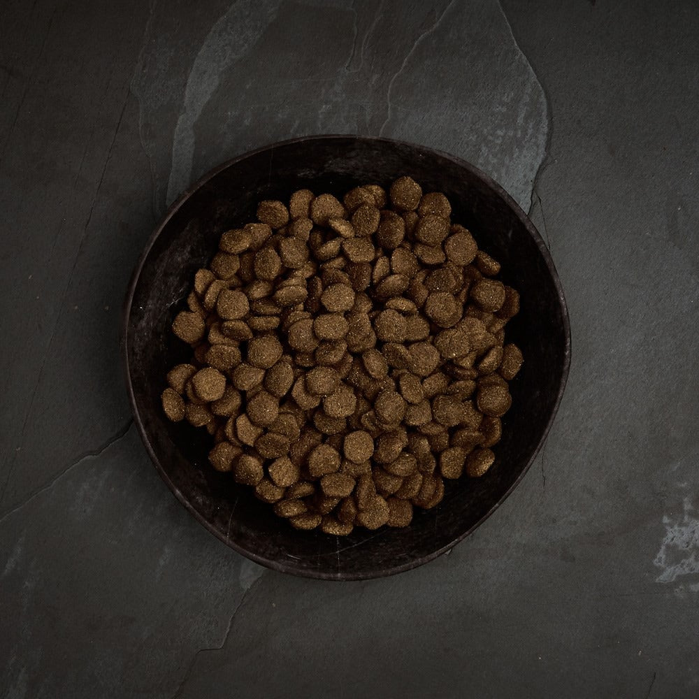 Canagan Scottish Salmon kibble in a bowl