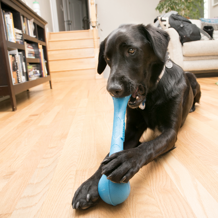 KONG Squeakstix Large Dog Toy, in use