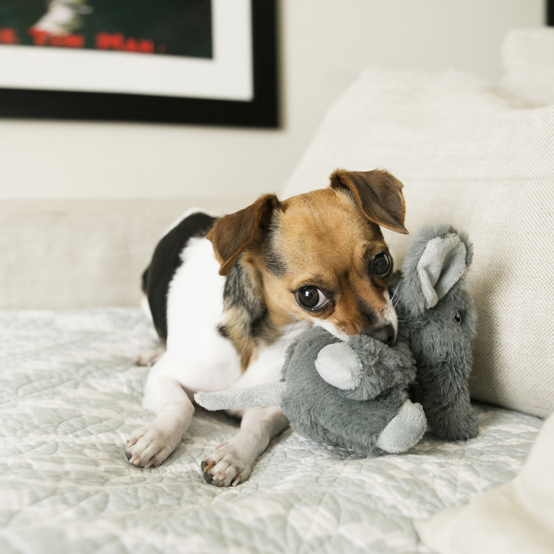 KONG Comfort Kiddos Elephant Small, in use