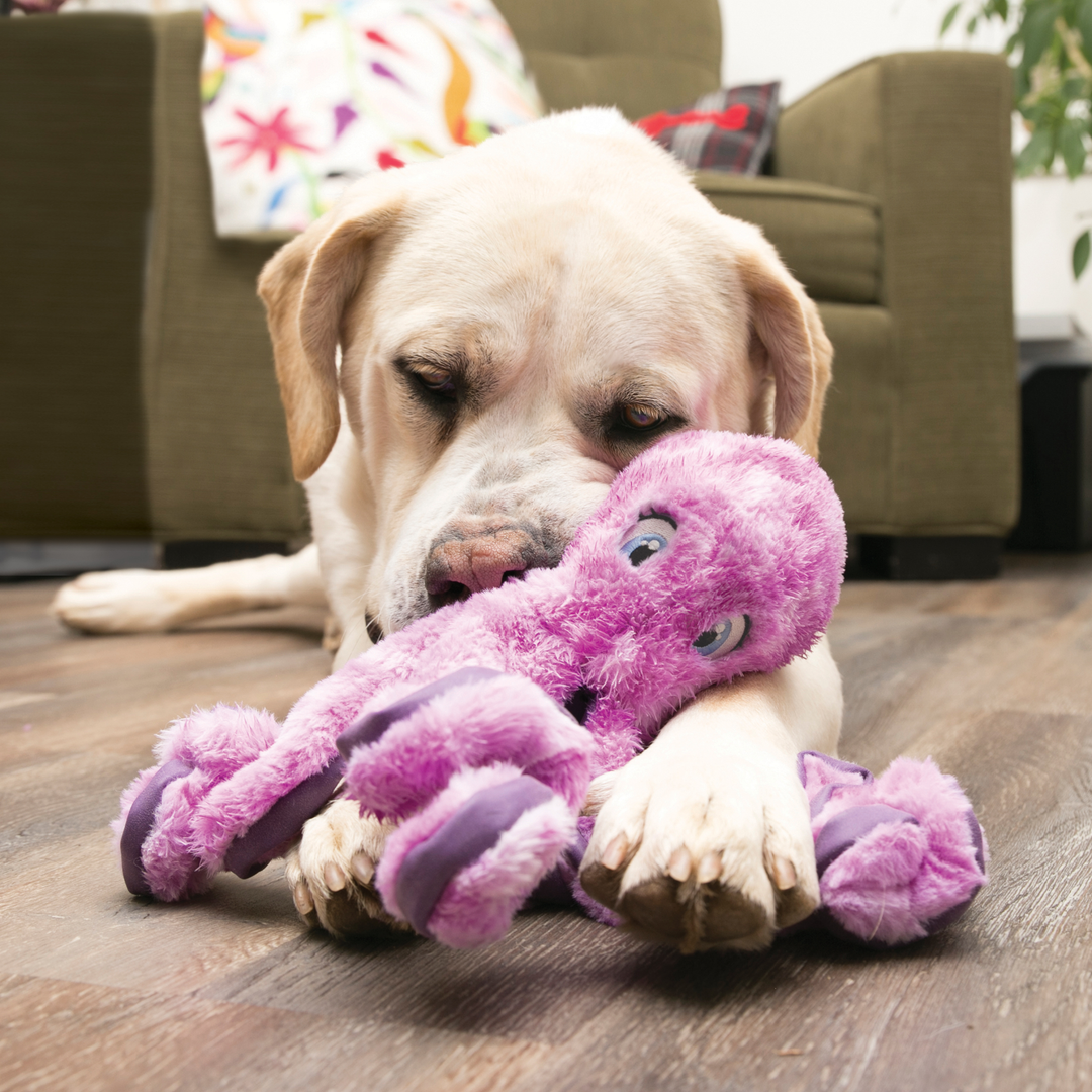 KONG Softseas Octopus Large Dog Toy, in use