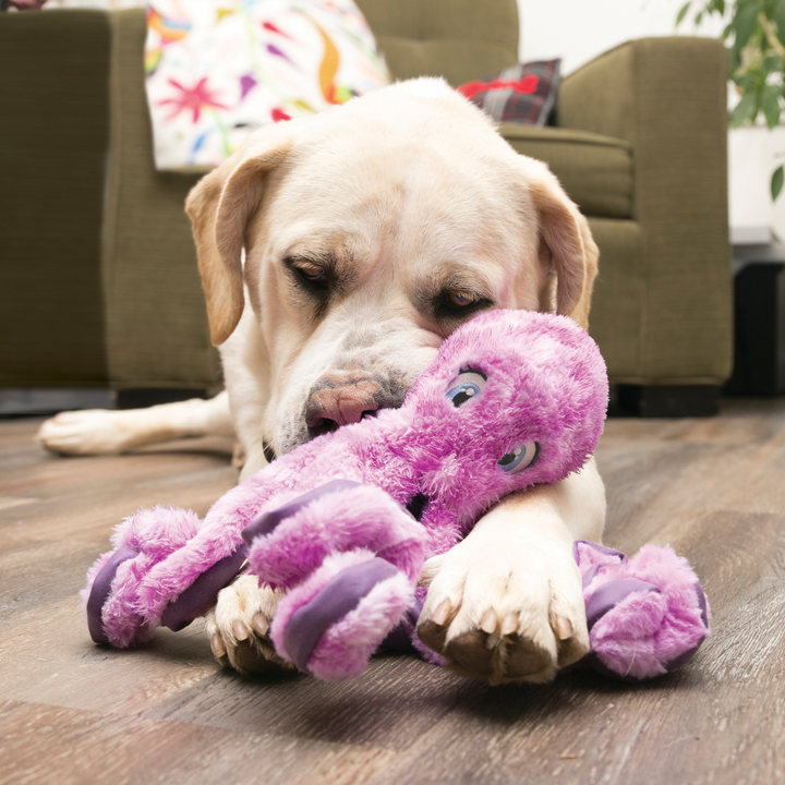KONG Softseas Octopus Large Dog Toy, in use