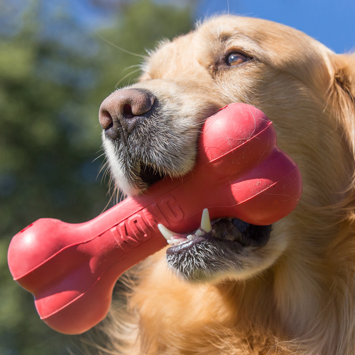 KONG Goodie Bone Large Red Dog Chew Toy, in use
