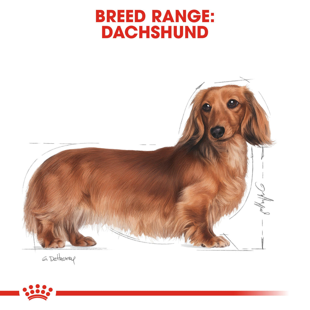 Royal Canin Dachshund 1.5kg, view 4
