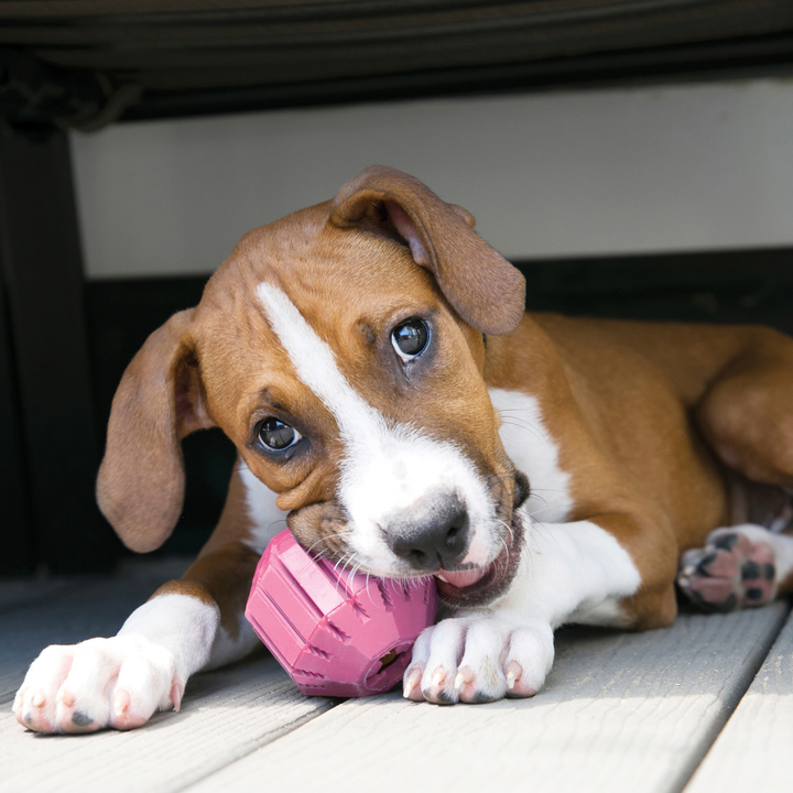 KONG Small Puppy Activity Ball, in use