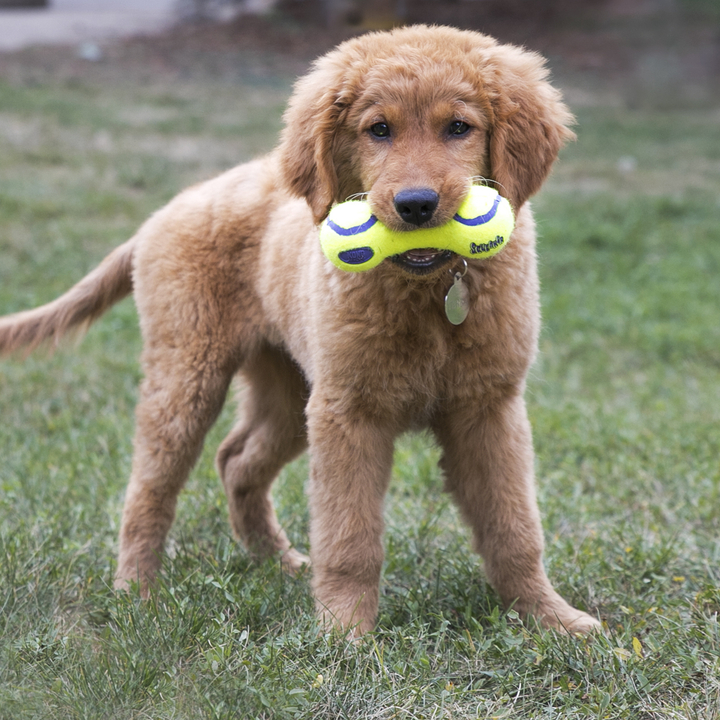 KONG Airdog Dumbbell Large Dog Toy, in use