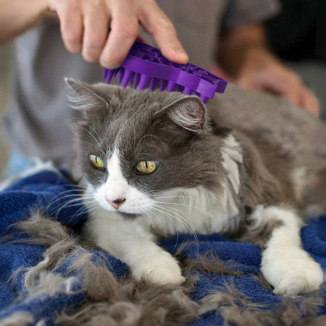 KONG Cat Zoom Groom Feline Contoured, in use