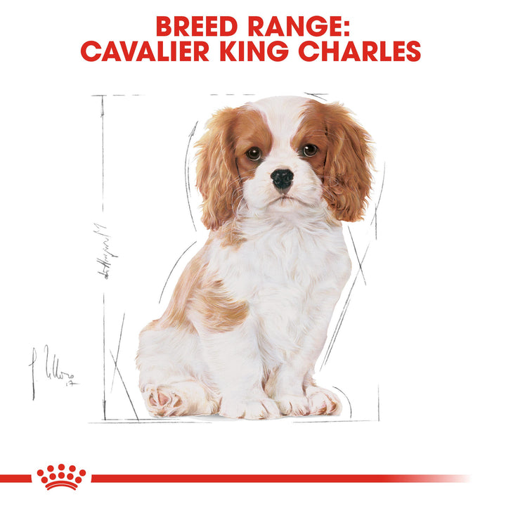 Royal Canin Cavalier King Charles Junior 1.5kg, view 6