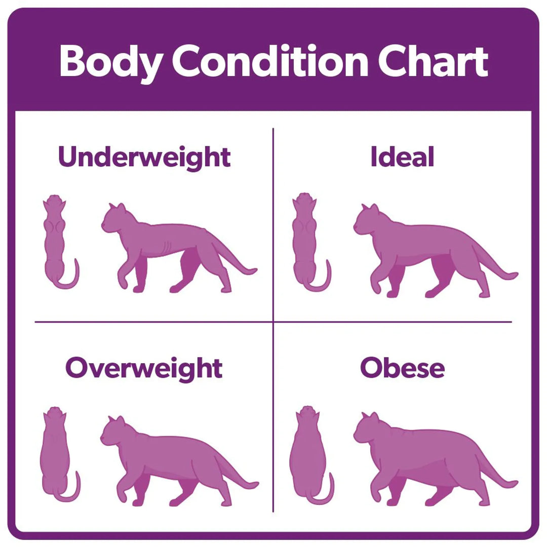 Burns Cat Sensitive 1.5kg, view 3
