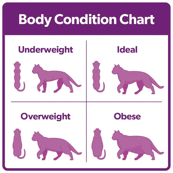 Burns Cat Sensitive 1.5kg, view 3