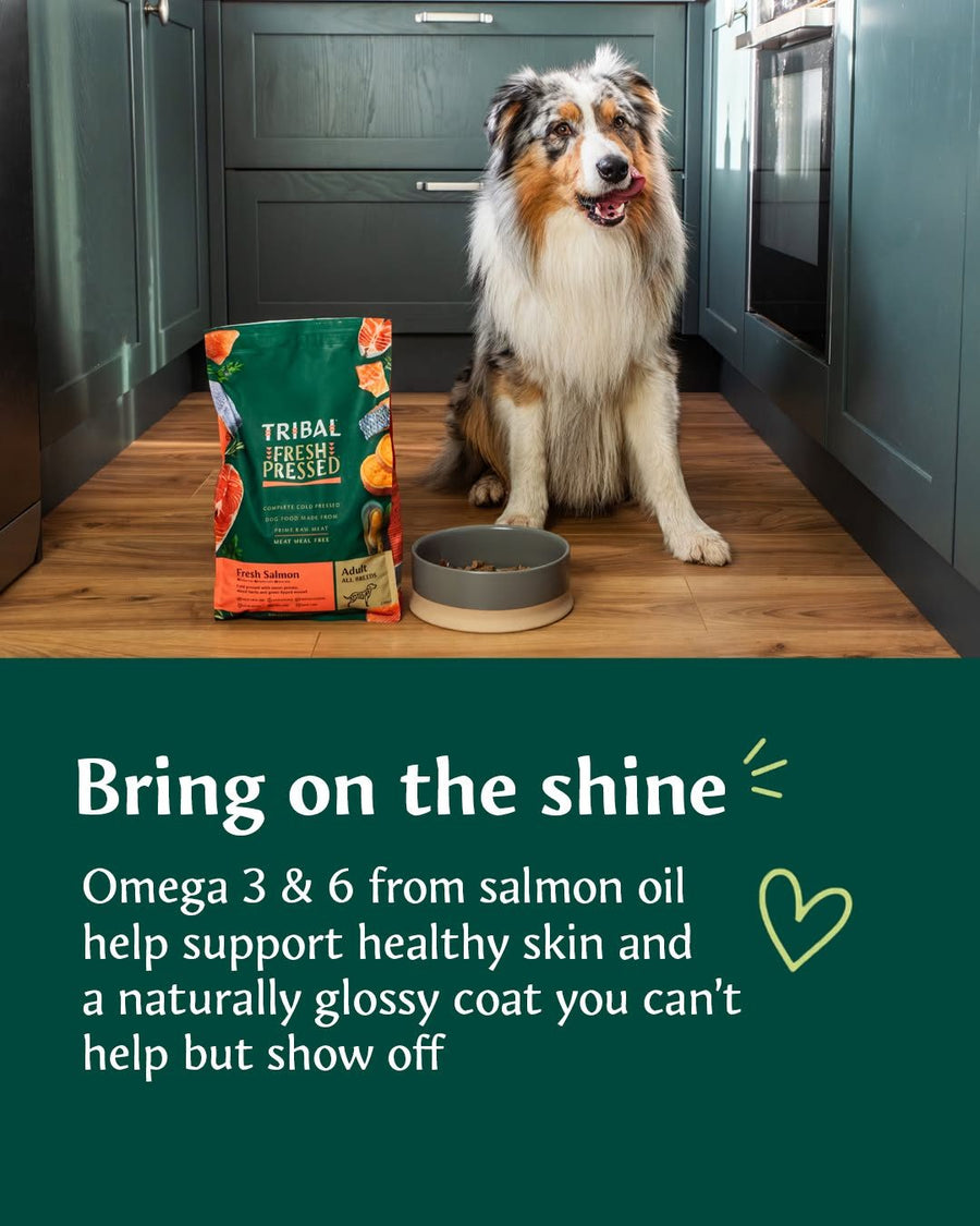 Bring on the shine: omega 3 and 6 from salmon oil help support healthy skin and a naturally glossy coat